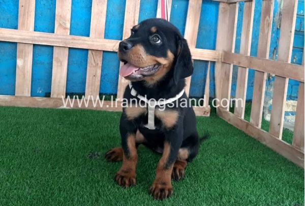 --rottweiler-68_11_1566843115