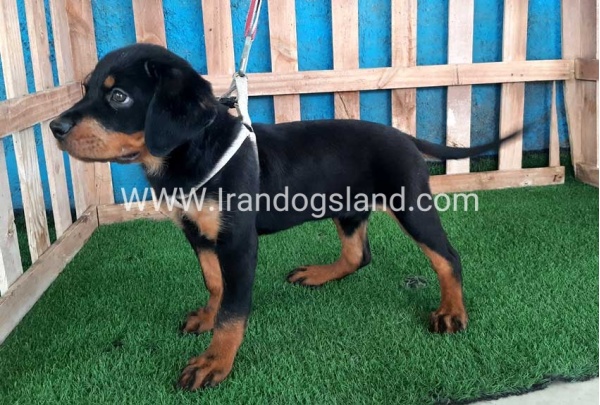 --rottweiler-68_12_2083033120