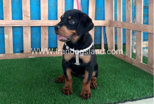 --rottweiler-68_1_788788994