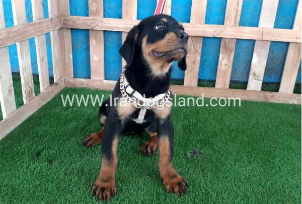 --rottweiler-68_2_5996021