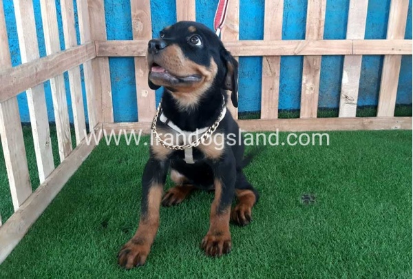 --rottweiler-68_3_234296405
