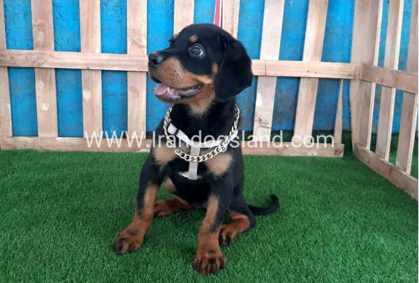 --rottweiler-68_4_2003001220