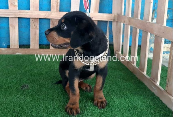 --rottweiler-68_5_1584294547