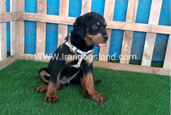 --rottweiler-68_6_2074065075