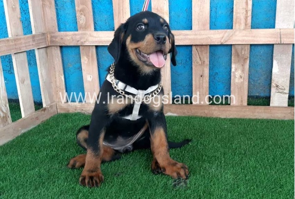--rottweiler-68_7_2043160607