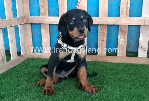 --rottweiler-68_8_71944682