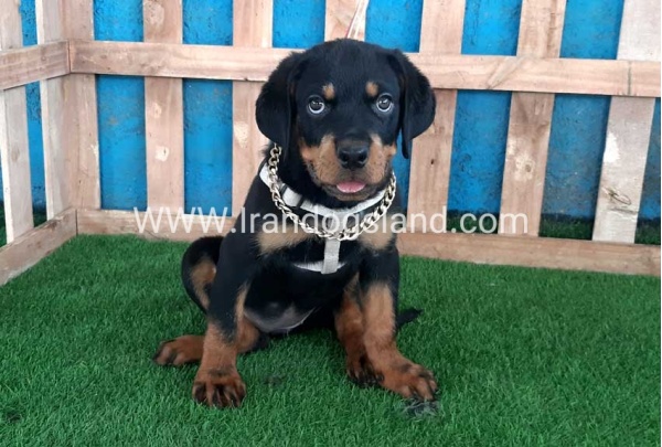 --rottweiler-68_9_610237074