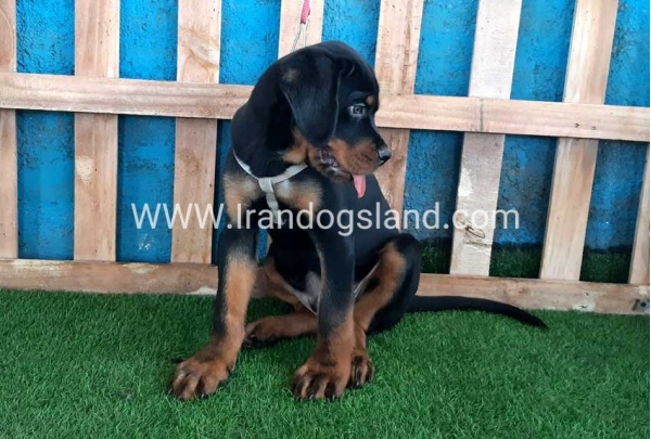 --rottweiler-70_1
