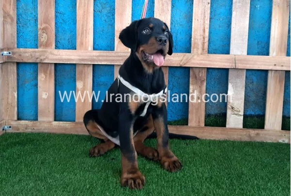 --rottweiler-70_10