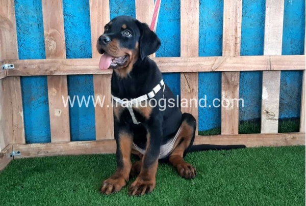 --rottweiler-70_11