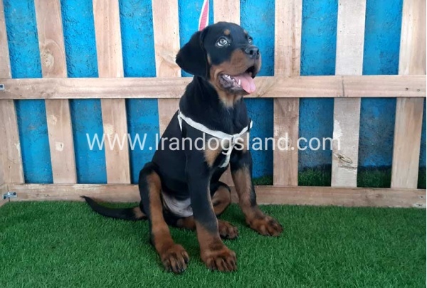 --rottweiler-70_12