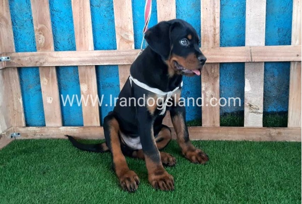 --rottweiler-70_13