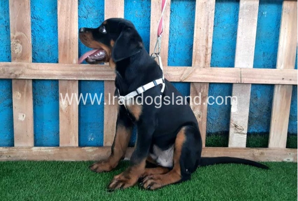 --rottweiler-70_14