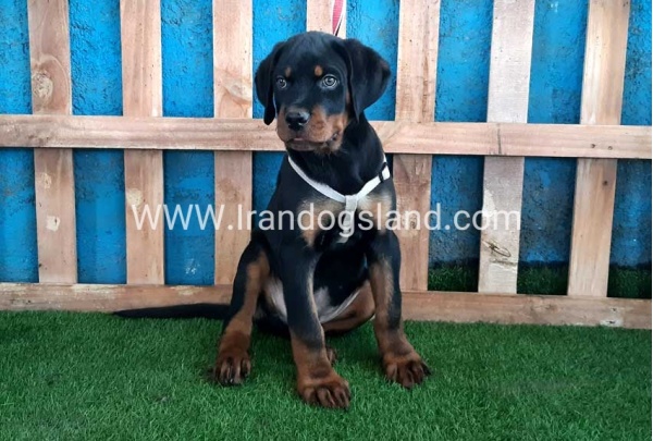 --rottweiler-70_2