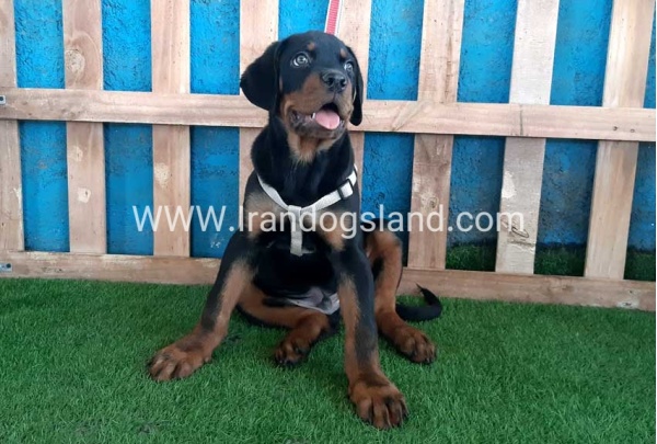 --rottweiler-70_3