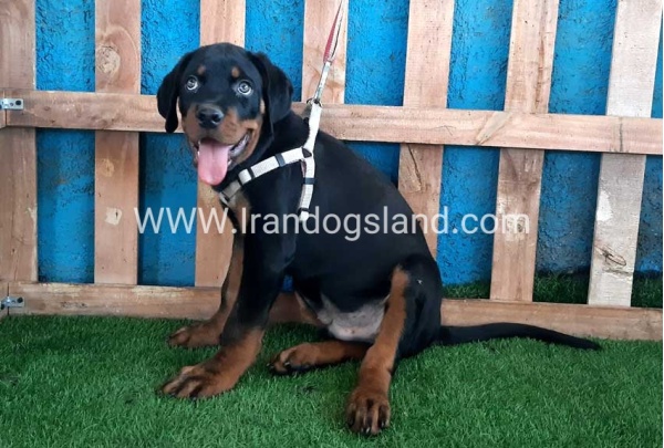 --rottweiler-70_4