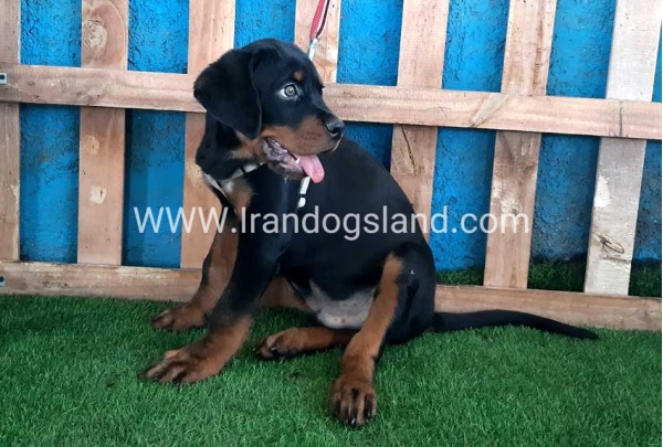--rottweiler-70_5