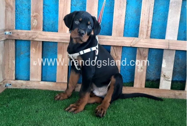 --rottweiler-70_6