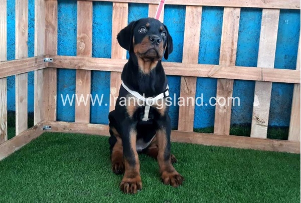 --rottweiler-70_7