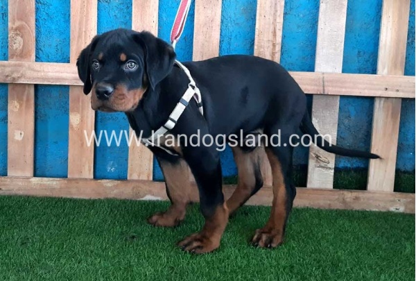 --rottweiler-70_8
