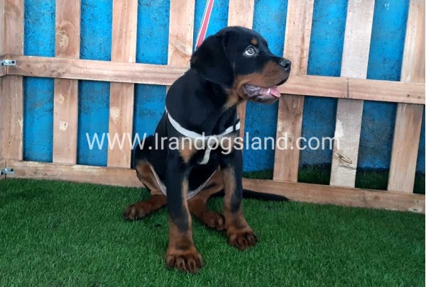 --rottweiler-70_9