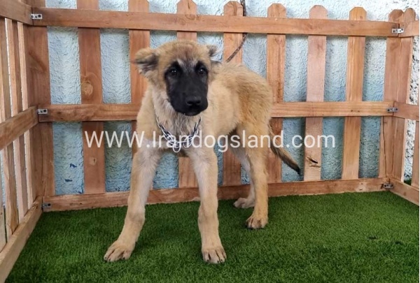 --sarabi-117_1