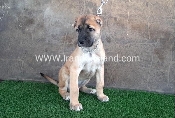 --sarabi-38_6