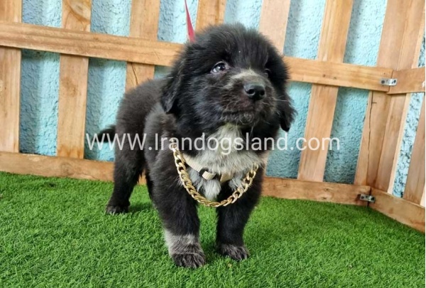-83_5
