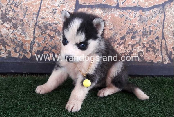 201810-99-20