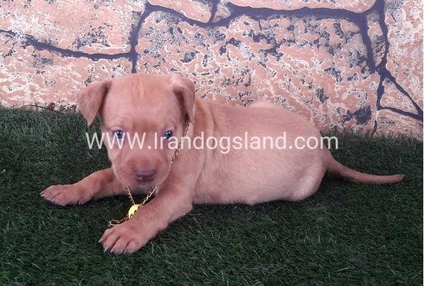 pitbull