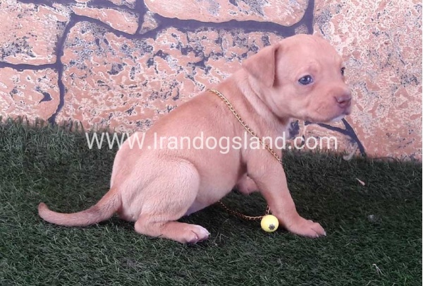 red pitbull