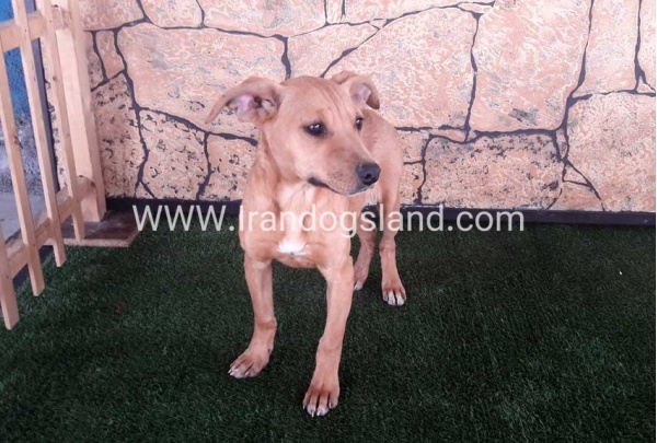 قیمت سگ pitbull