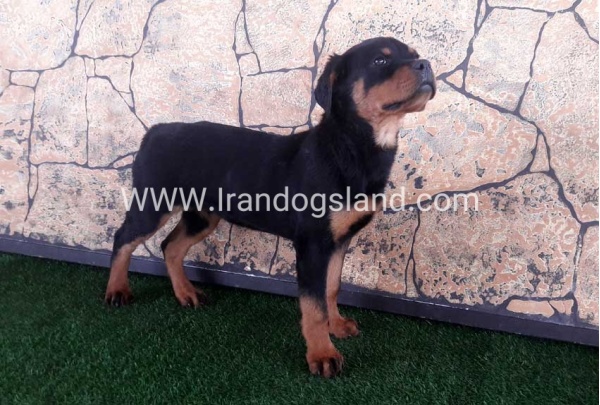 توله سگ نر روتوایلر
