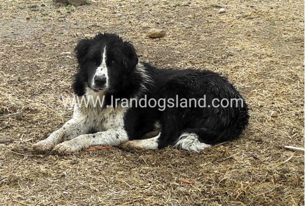 سگ قهدریجانی اصیل