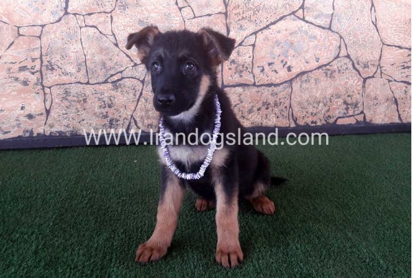 4155