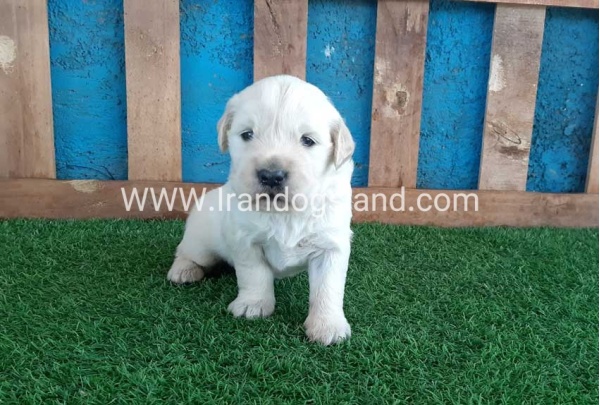golden-retriver----10_1