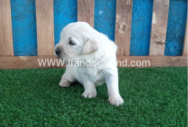 golden-retriver----10_2