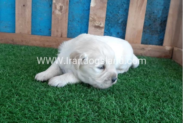 golden-retriver----10_3