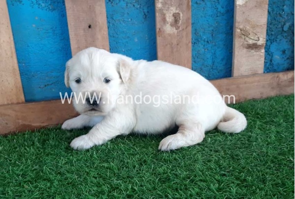 golden-retriver----10_4