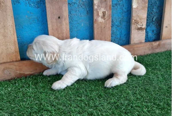 golden-retriver----10_5