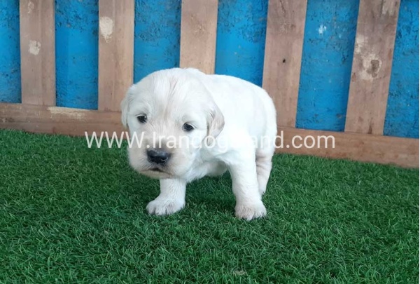 golden-retriver----10_6