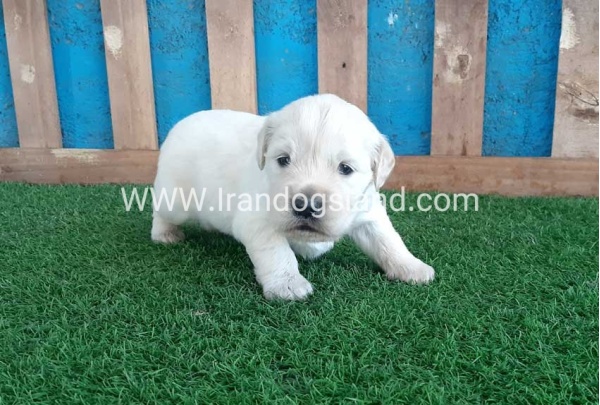 golden-retriver----10_7