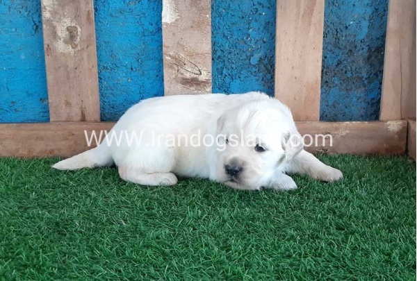 golden-retriver----10_8