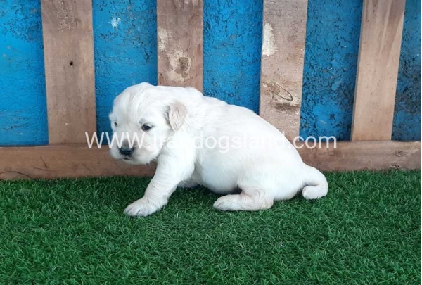 golden-retriver----10_9
