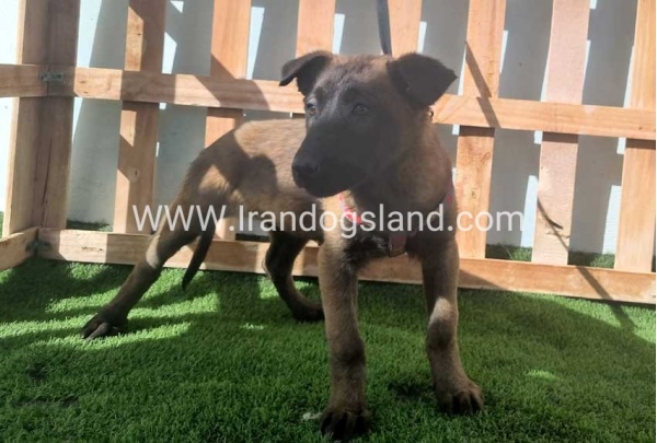 malinois_162_1