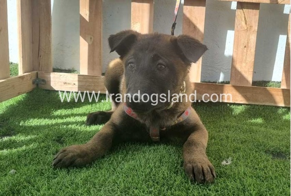 malinois_162_2