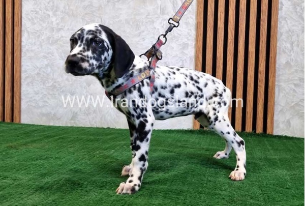 twlh-dalmyshn-dalmation-200_1