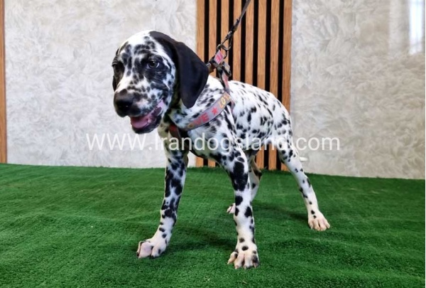 twlh-dalmyshn-dalmation-200_2
