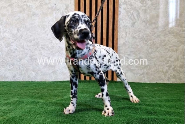 twlh-dalmyshn-dalmation-200_3