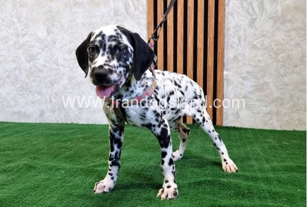twlh-dalmyshn-dalmation-200_4